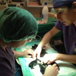 Reanimación de cachorros tras una cesárea de urgencia