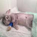 Conejo recuperándose tras cirugía